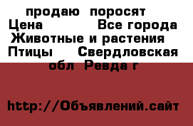 продаю  поросят  › Цена ­ 1 000 - Все города Животные и растения » Птицы   . Свердловская обл.,Ревда г.